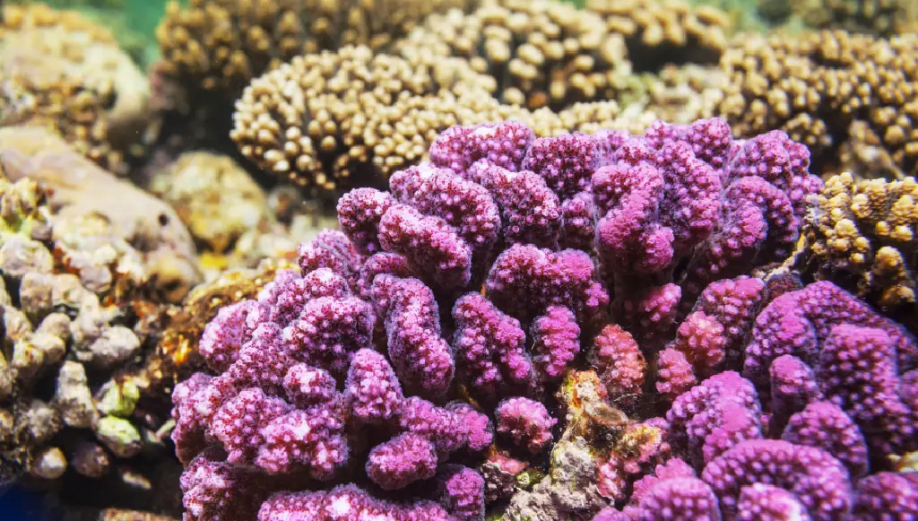 arrecife de coral estudio hiper espectral